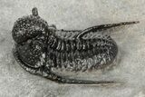 Spiny Cyphaspis Trilobite - Top Quality Specimen #198137-2
